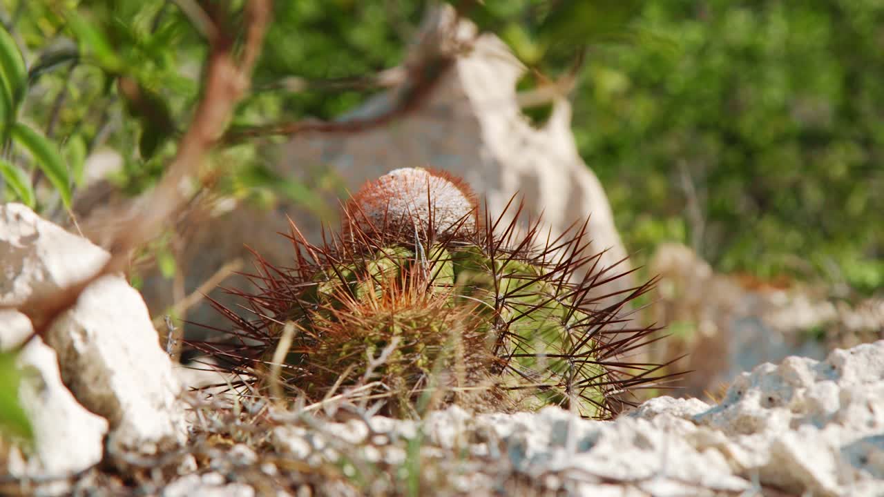 큐라소, 카리브해 사막에 둥근 유륜 범프가 있는 뾰족한 선인장