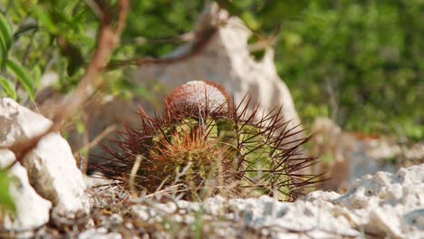 Spiky-cactus-with-round-areole-bump-in-Curacao,-Caribbean-desert