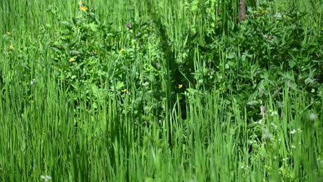 Sonniger-Graszusammenfassungshintergrundfrühling