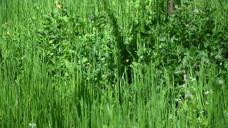 hierba soleada fondo abstracto primavera