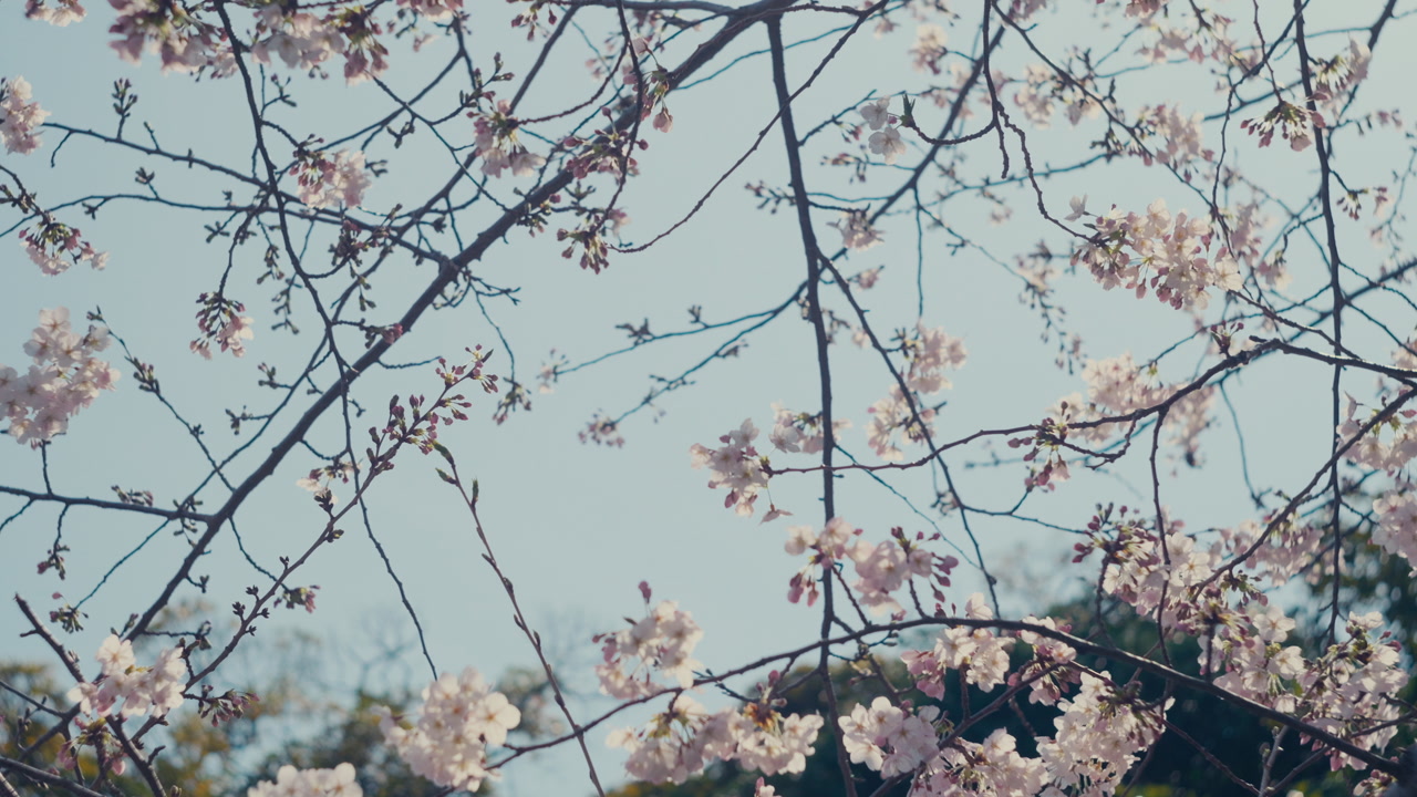 Cherry blossom close up with delicate flowers and calm natural background