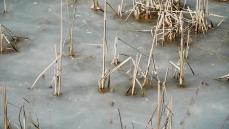 frozen pond with dry reeds emerging from the ice