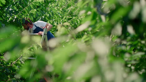 farm man worker collecting berry fruits from trees on green sunny plantation