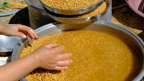 washing wheat cleaning