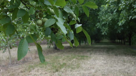 Frutos-De-Nuez-Inmaduros-Y-Follaje-Verde-Colgando