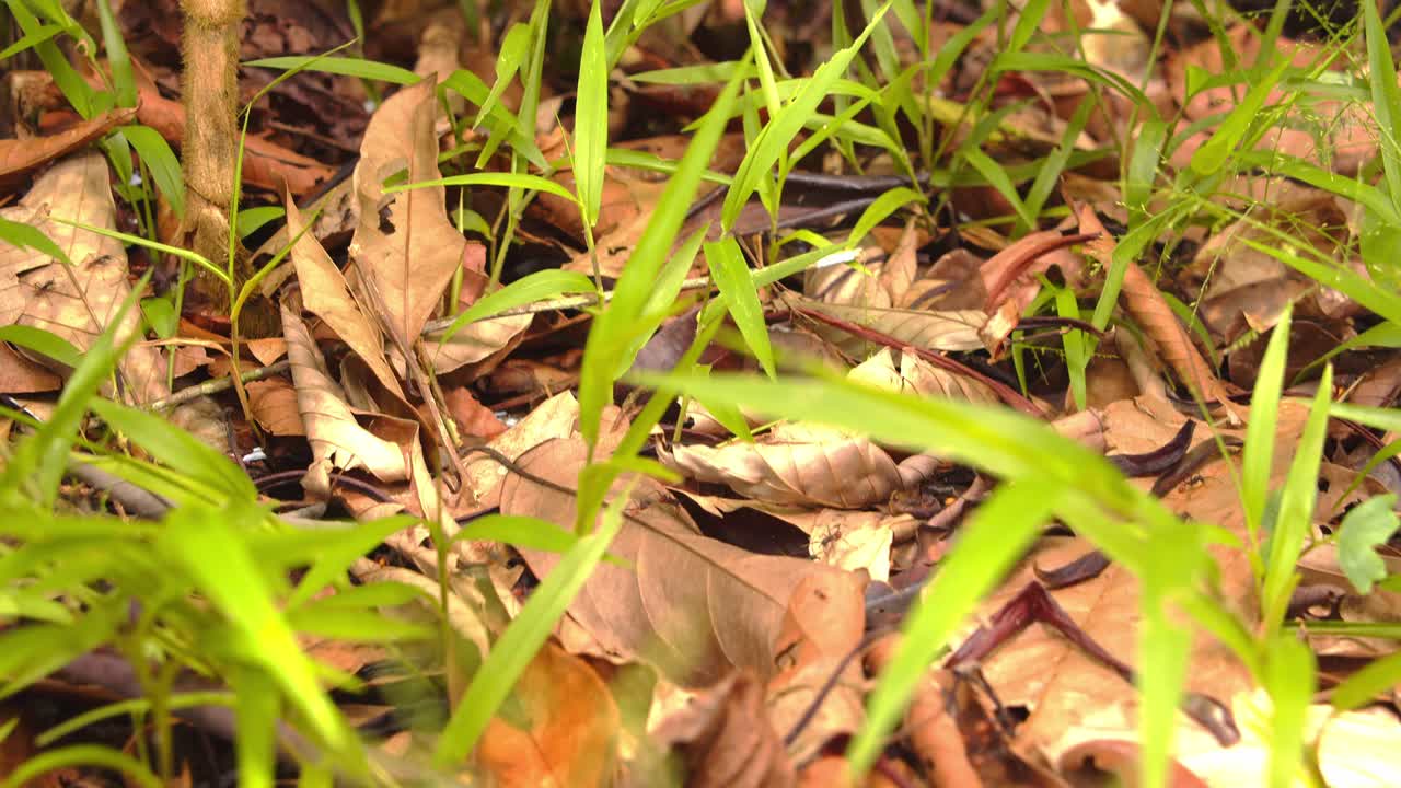 Endless trails of Army Ants traverse the leaf-littered floor of Peru’s lush Amazon rainforest.