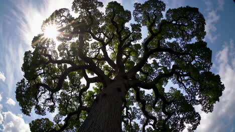 large tree under a cloudy sky