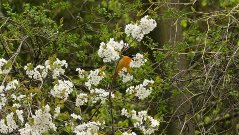 male baltimore oriole bird perched on a flower tree branch in a forest