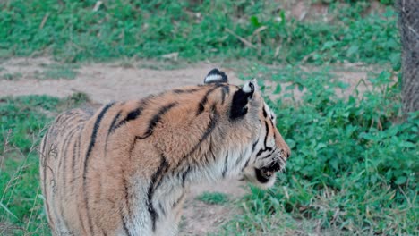 static shot of a tiger looking around