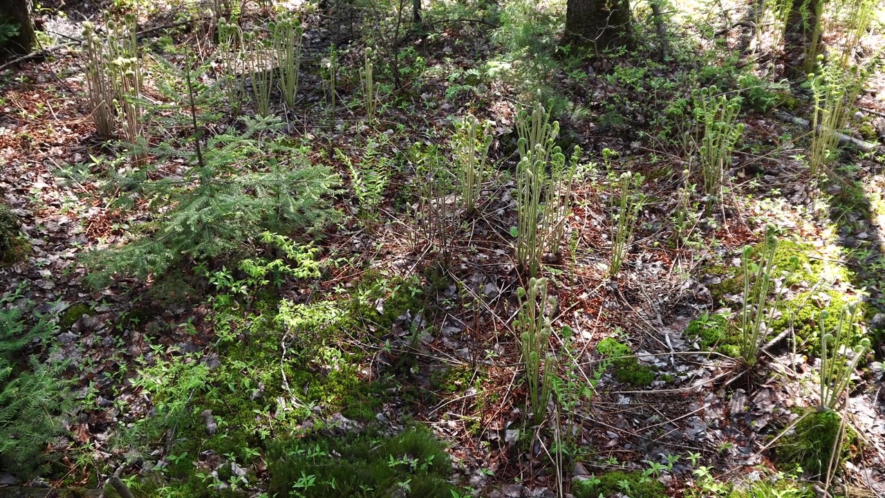 Un suolo forestale soleggiato caratterizzato da felci a testa di violino emergenti, giovani conifere e muschio verde tra le foglie autunnali cadute, durante la primavera.