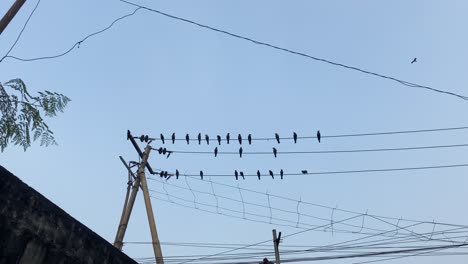 vista de ángulo bajo de bandada de cuervos encaramados en líneas eléctricas rurales, dhaka