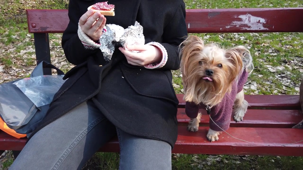 Yorkshire terrier a passeggio. La ragazza mangia un panino nel parco