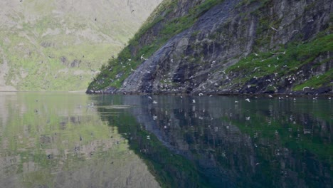 lago de agua cristalina con reflejos de aves marinas salvajes voladoras durante el verano en noruega
