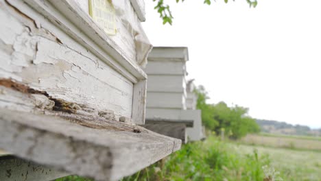 bees flying into the hive.
