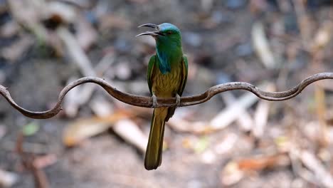 The-Blue-bearded-Bee-eater-is-found-in-the-Malayan-peninsula-including-Thailand-at-particular-forest-clearings