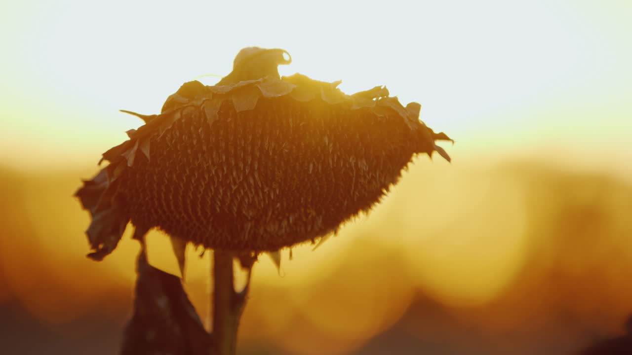 большая головка подсолнечника, созревшая и готовая к сбору урожая, качается на ветру на закате на фоне ора