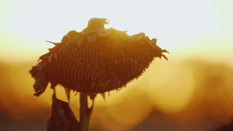 large sunflower head ripe and ready for harvest swaying in the wind at sunset on a background of ora