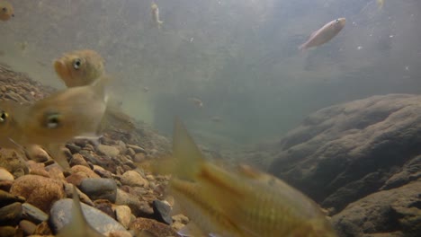 el parque nacional kaeng krachan es el hogar de muchos animales salvajes fantásticos y los arroyos son una fuente de vida de agua dulce para que los animales beban y los peces naden.