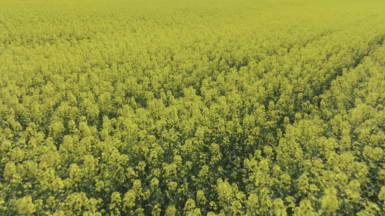 Vasto campo di colza in fiore