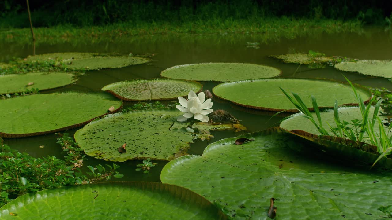 flor amazónica nenufar, amazonas, acercar