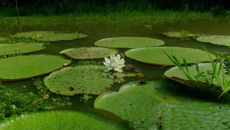 亞馬遜花 (nenufar amazonica) 是一個亞馬遜的花