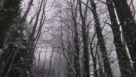 árboles-Desnudos-En-Un-Campo-Cubierto-De-Nieve-En-El-Bosque-En-Un-Sombrío-Día-De-Invierno---Inclinación-Hacia-Arriba