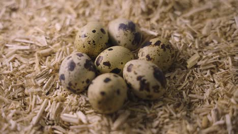 quail eggs in a nest of straw