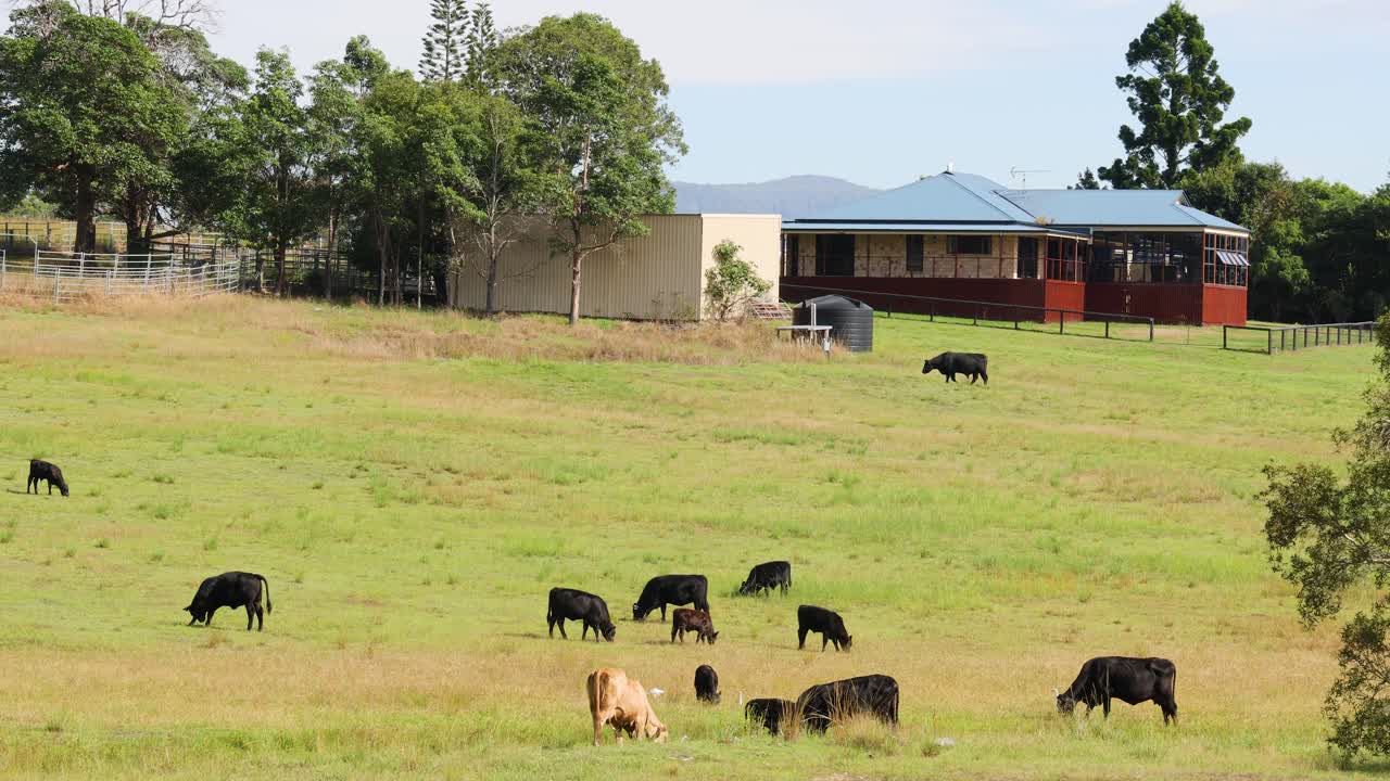 Vacas pastando tranquilamente em um vasto campo verde