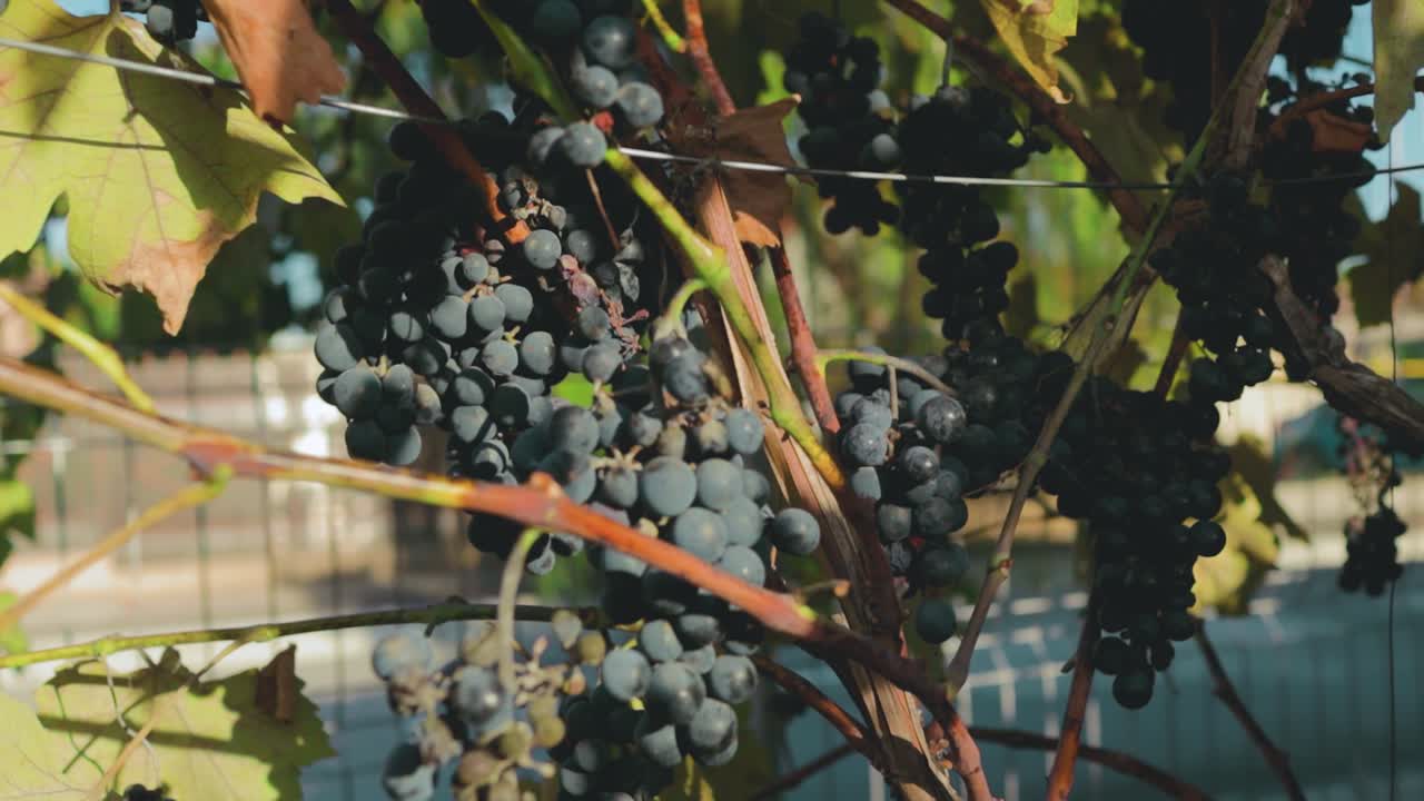 Tilt-up camera movement showing bunches of blue grapes