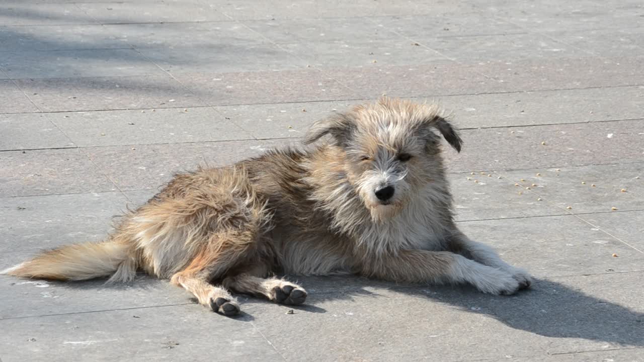 cães de rua