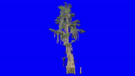 árbol de ciprés calvo en 3d con efecto de viento en pantalla azul animación en 3d