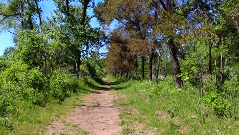 Sunlit trail through lush greenery in Indiana Dunes. Tranquil, vibrant setting with dappled light and clear blue skies. Perfect for nature lovers seeking peace. No people present
