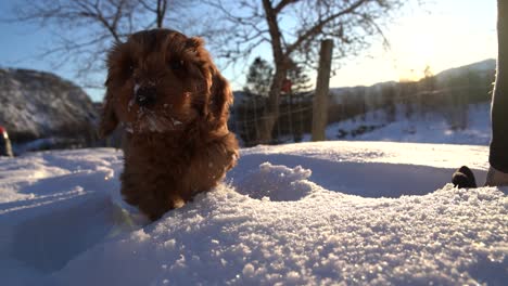 Australischer-Cobberdog,-Der-Im-Schnee-Spazieren-Geht-Welpe,-Der-Im-Schnee-Spazieren-Geht