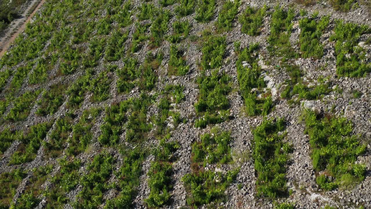 vista de pájaro del viñedo babic en primosten, croacia - tiro de drone