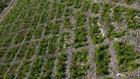 Bird's-Eye-View-Of-Babic-Vineyard-In-Primosten,-Croatia---drone-shot