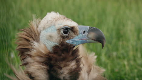 closeup of a vulture's head