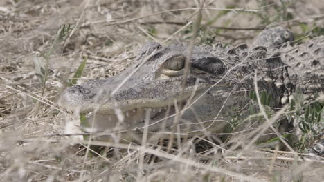 Alligator-close-up-face-in-the-grass