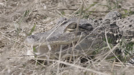 alligator close up face in the grass