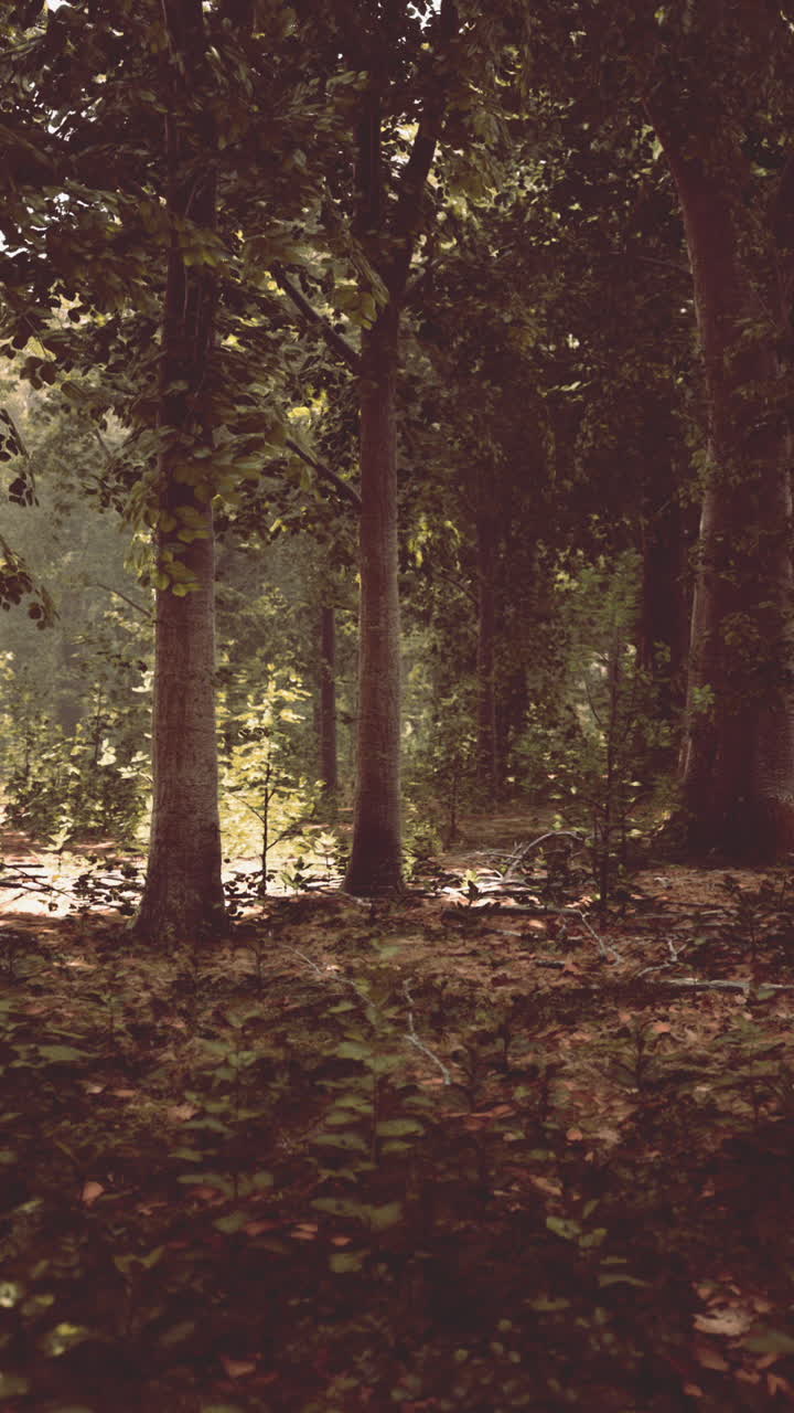 una escena de bosque pacífico