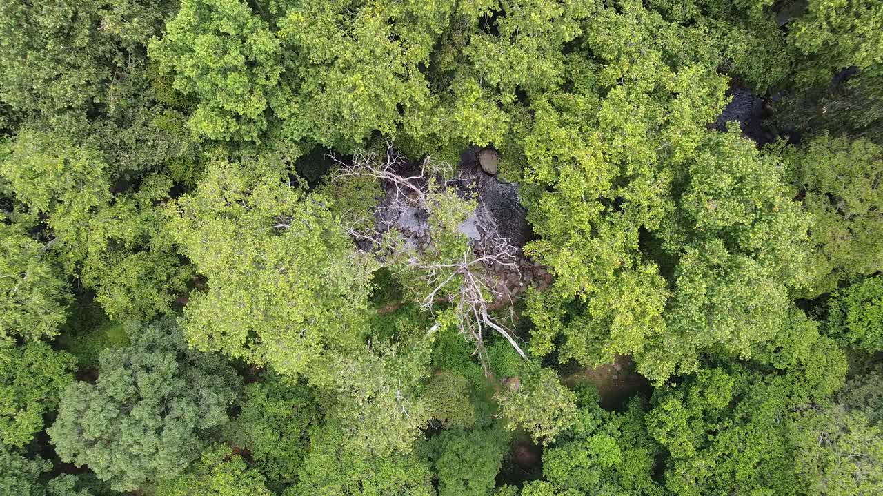 aerial view of Veracruz's lush cloud forest a must see for daytime nature and travel enthusiasts with a creek in winter nature in america