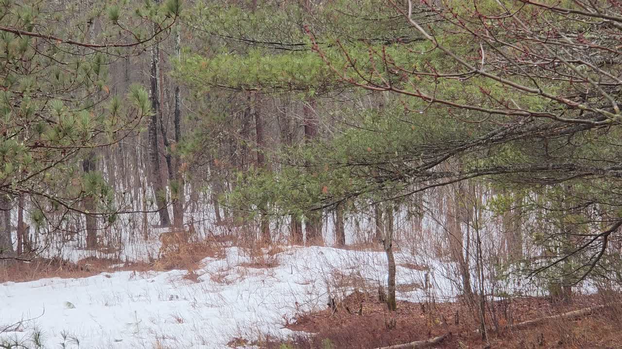 Forest deer seen at distance in quiet woodland with snow, pine branches, Canada