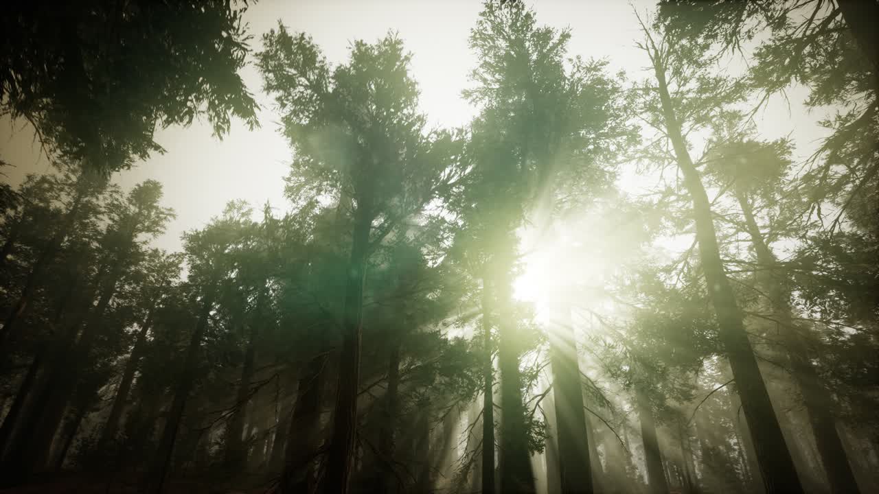 paisaje de puesta de sol brumosa del bosque de secuoya