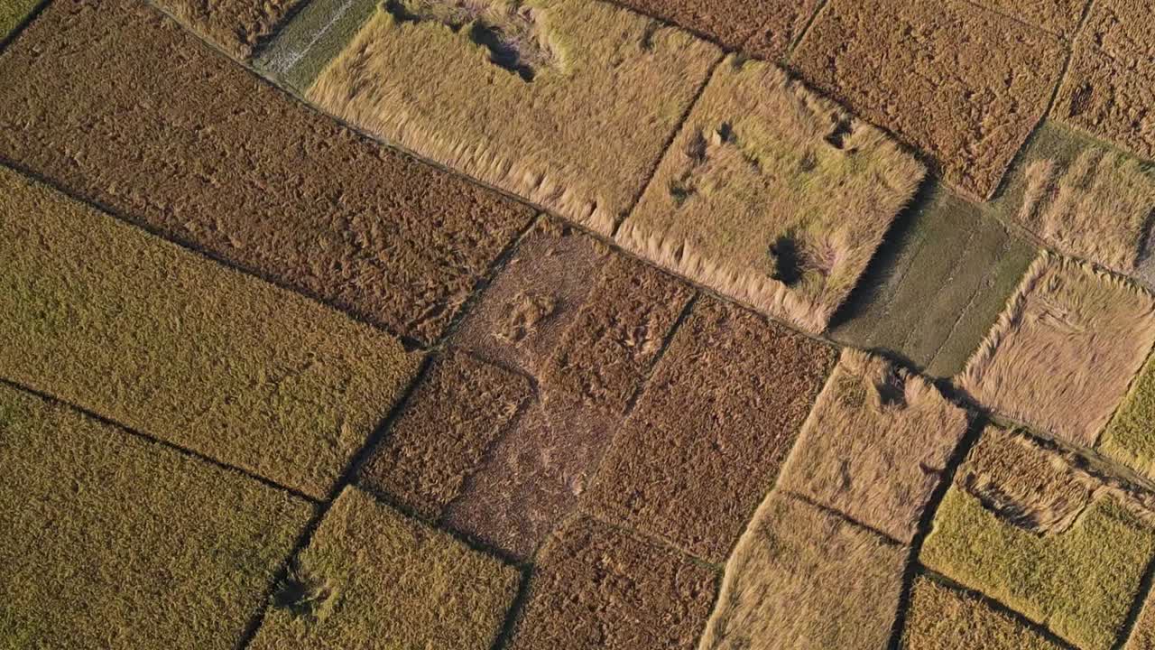 volando rápido sobre grandes tierras de cultivo con arrozales maduros en bangladesh