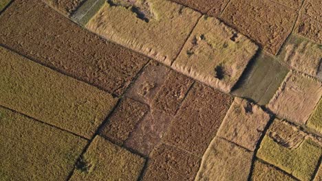 Schnell-über-Großes-Ackerland-Mit-Reifen-Reisfeldern-In-Bangladesch-Fliegen