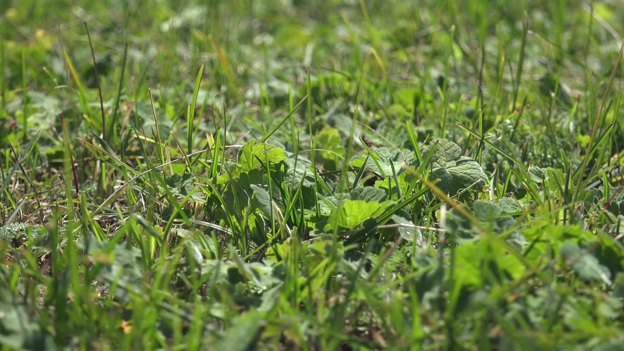 Primo piano di erba verde e piante selvatiche in un prato