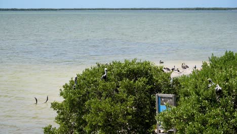 Establecimiento-De-Tiro-En-Cámara-Lenta,-Vista-Panorámica-De-Las-Aves-Reunidas-En-El-Manglar-En-Baja-Sur,-México,-Cielo-Azul-En-El-Fondo