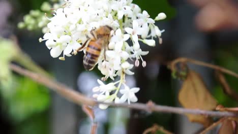 italian honey bee - apis mellifera ligustica sips flower nectar and fly away - closeup shot