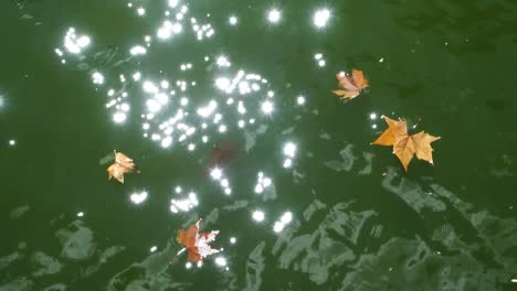 autumn leaves float on the surface of water, sunlight reflections