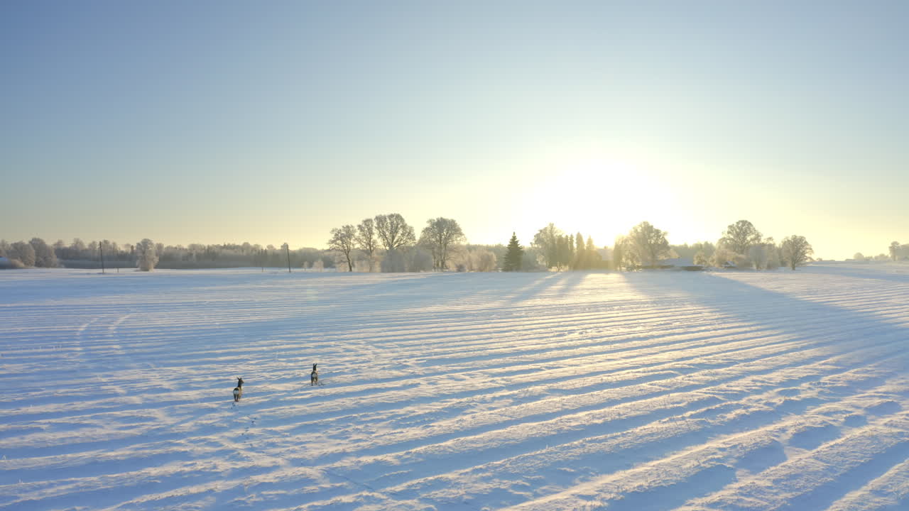 넓은 설원을 가로지르는 한 쌍의 사슴