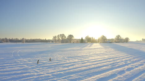 a pair of deer crossing a large snowy field